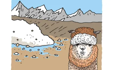 alpaca with no snow