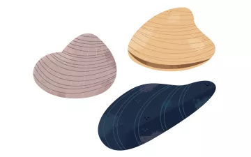 Illustrated bivalves