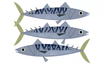 Three illustrated gray mackerels