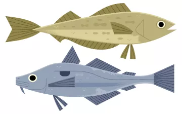 Two illustrated fisshes in the hake, pollack, or haddock families. One is green and one is gray.
