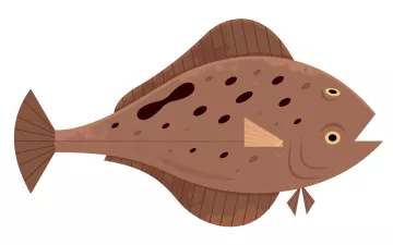 An illustration of a brown halibut fish