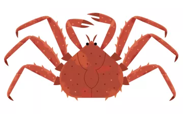 An illustration of a red, king crab
