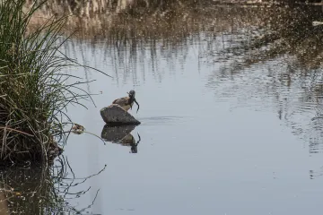 Heron and bullfrog