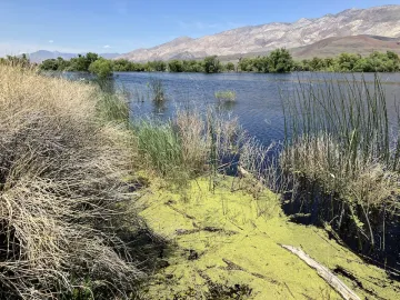 Calvert Slough