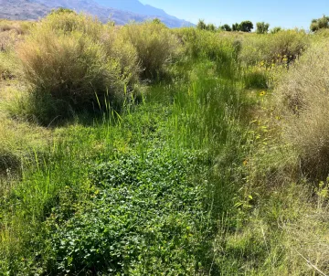 Hines Spring Aug 22