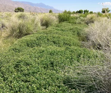 Hines Spring June 23