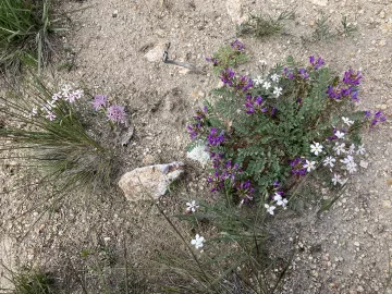 Wildflowers