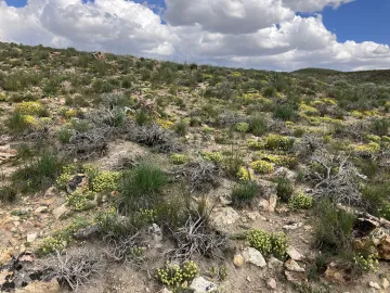 Wildflowers