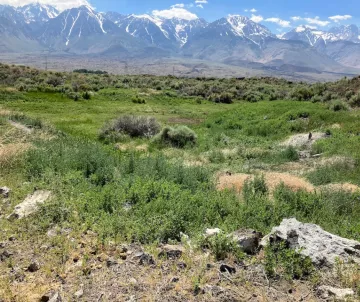 Original Hines Spring