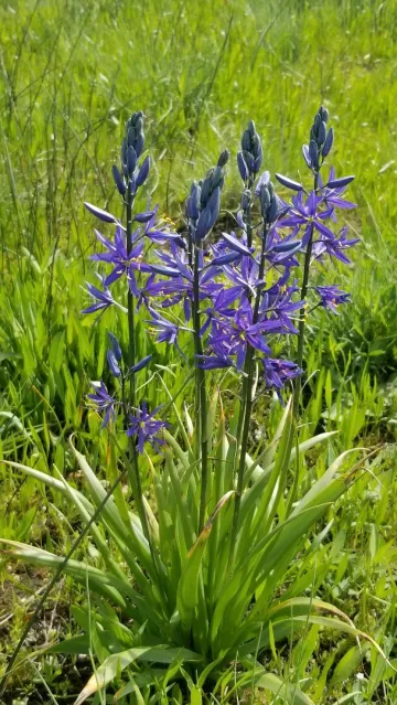 Wildflower hike