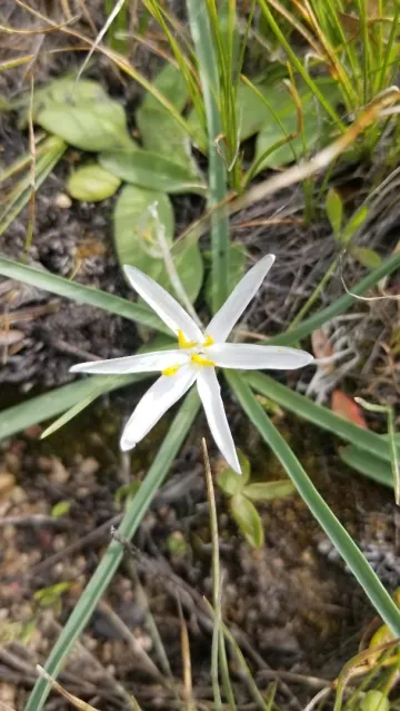 Wildflower hike
