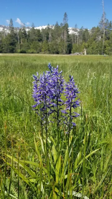 Wildflower hike