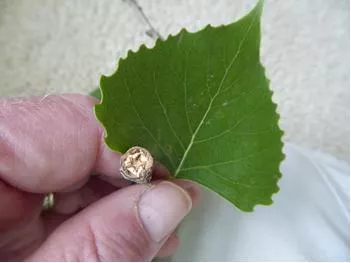 Cottonwood leaf and twig cross-section