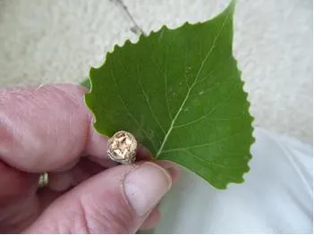 Cottonwood leaf and twig cross-section