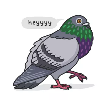 Pigeon