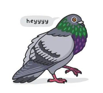 Pigeon