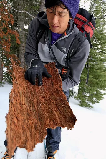 Ecologist Tony Chang examines a piece of whitebark pine for blister rust and beetle damage, in the Greater Yellowstone Ecosystem.