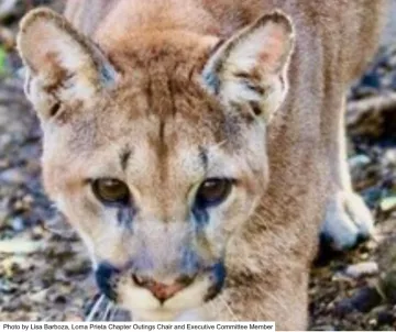 Mountain Lion