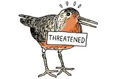 rufa red knot