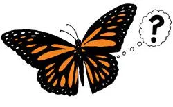 a butterfly thinking a question mark