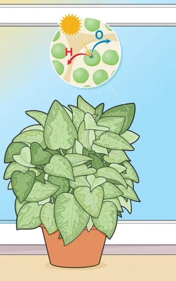 plant producing oxygen graphic