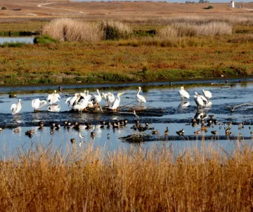 SF Bay birds