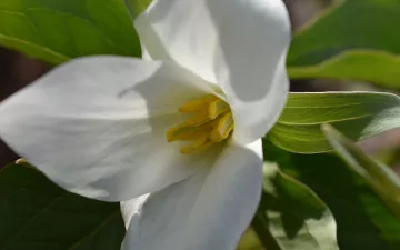 Ice Age Trail flower