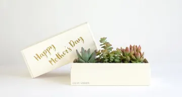 succulents