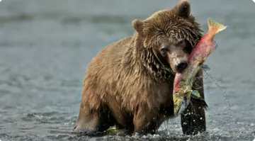 picture of a grizzly bear eating a salmon in a river