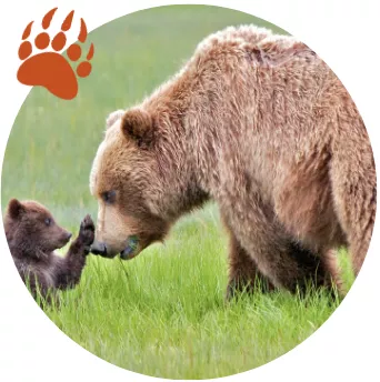 picture of grizzly bear and cub with paw on the mom's face, with a bear paw graphic in the corner