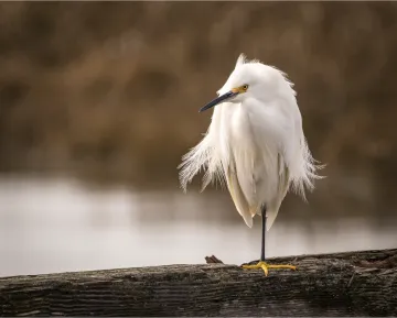 ​​Snowy egret