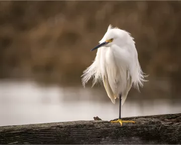 ​​Snowy egret