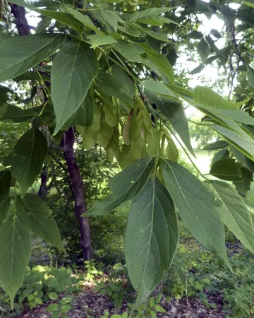 Female boxelder tree with samaras