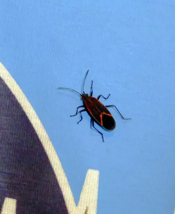 Boxelder bug on a person's shirt