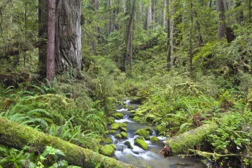 A gentle stream flows toward the viewer in a lush green forest with trees, ferns, and fallen logs.
