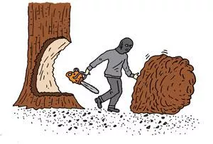 Illustration of a poacher stealing a burl from a Redwood tree.