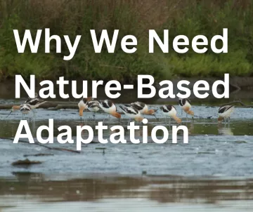 Why we need nature-based adaptation