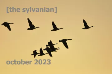 Geese in sillouette against a yellow sky