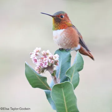 Allen’s Hummingbird (male) on Lemonade Berry, by Elisa Taylor Godwin