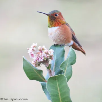 Allen’s Hummingbird (male) on Lemonade Berry, by Elisa Taylor Godwin