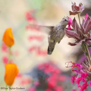 Anna’s Hummingbird (female) Hummingbird Sage, by Elisa Taylor Godwin