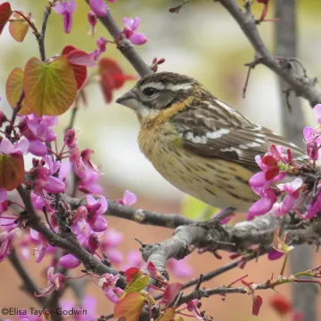Black-headed Grosbeak (female) Western Redbud, by Elisa Taylor Godwin