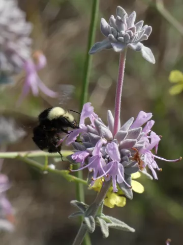 Bombus vosnesenskii bumblebee, Photo by Marie Martin