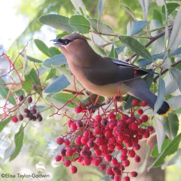 Cedar Waxwing Toyon, by Elisa Taylor Godwin