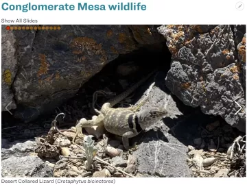 conglomerate_mesa_wildlife