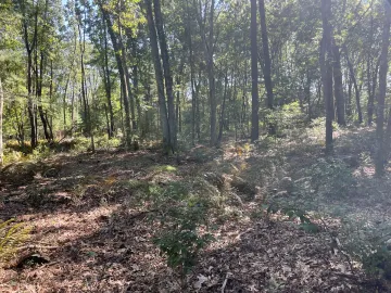 A forest with signs of recent distrubance