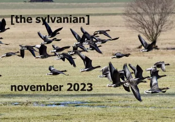 Canada Geese flying over a grassy field, image courtesy of Not So Dusty via Creative Commons