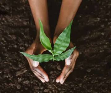 Plant