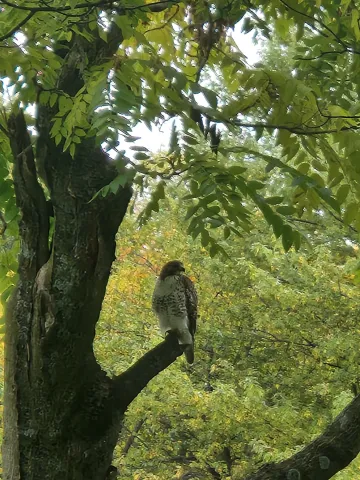red-tailed hawk