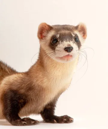 Close-up of the front half of a black-footed ferret